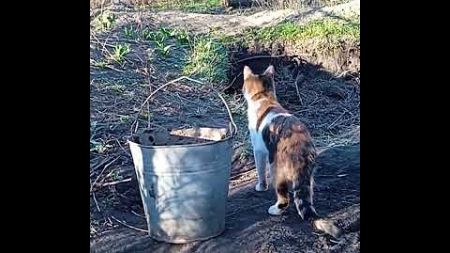 Живодерницький закон Памяті кішки Булочки Домашні тварини