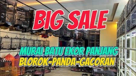 BIG SALE MURAI BATU EKOR PANJANG,BLOROK,PANDA,PLATINUM,GOLDEN,GACORAN