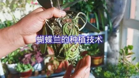 教你蝴蝶兰的换盆栽植技术