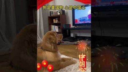 狗是美國狗，心是中國心！愛國教育從娃娃抓起#dog #愛國 #shorts