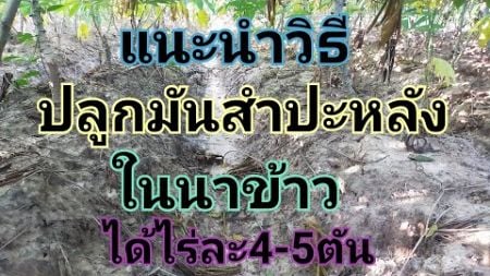 แนะนำวิธี ปลูกมันในนาข้าว ให้ได้ผลผลิต4-5ตัน/ไร่#มันสำปะหลัง