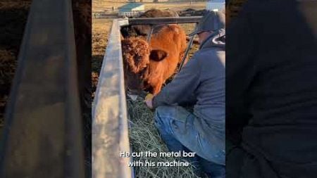 Hero Farmer Rescues Bull Stuck In Feeder