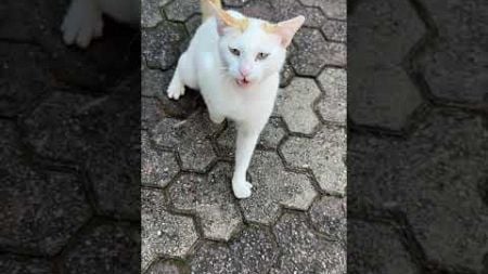 Cat Hits Person&#39;s Hand as They Greet Him