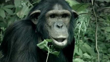 Nature Documentary - A Chimpanzee&#39;s Tale