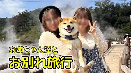 お別れがせまる！お姉ちゃん達とお別れ旅行に出かける柴犬てぃーだ #柴犬 #柴犬てぃーだ #shiba