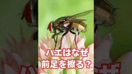 ハエはなぜ前足を擦る？　#雑学#心理学#心理テスト#豆知識#性#面白い