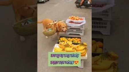 টমি যখন বাজার করে😍#dog #buy #fruit #marketing #shorts