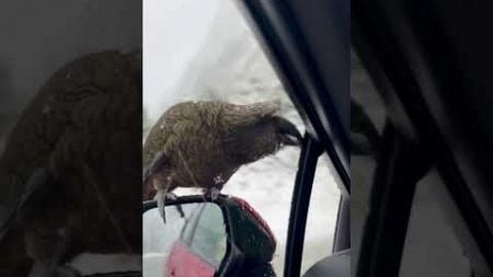 Bird REFUSES to Get Off of Car&#39;s Side Mirror!