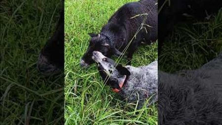 Loving Pup Gives Ram A Kiss