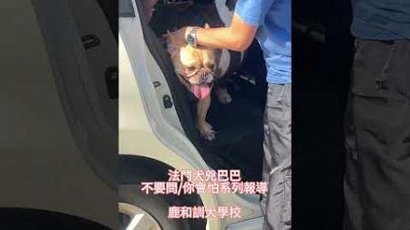 法鬥犬兇巴巴😅#鹿和訓犬學校