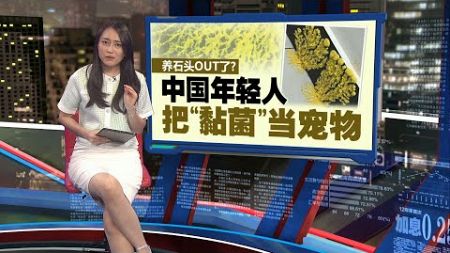 继掀起“宠物石头”热潮后 中国年轻人养黏菌当宠物 | 新闻报报看 13/10/2024