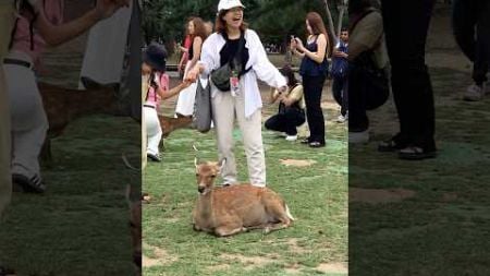 日本のビデオブログ日常生活 | 奈良の鹿 #deerpark #narajapan #animals