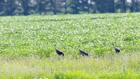 Migratory birds arrive at wetland in Heilongjiang, NE China