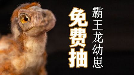 第一期抽奖 霸王龙幼崽 免费抽