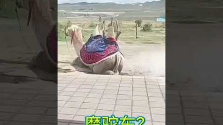 駱駝牌重型摩托車 #dance #funny #搞笑