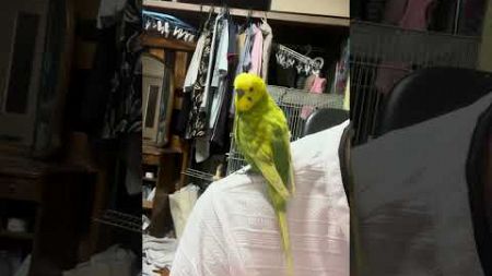 [ノンちゃんの発声練習]#セキセイインコ #我が家のペット #ノーマルインコ #切り抜き