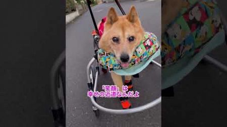 【笑顔は幸せの近道♡】#車椅子犬 #寝たきり犬 #老犬介護 #老犬の可愛さ #虹組4年生 #shorts #保護犬#雑種犬