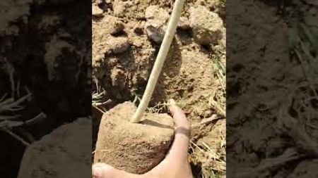 planting in Earth #04 (Moringa tree) #treeplanting #environment #tree #garden #planting #viralvideo