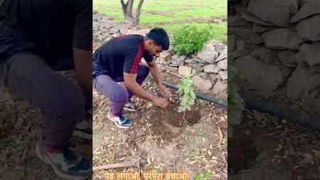 पेड़ लगाओ, परंपरा बचाओ! ... #environment #india #viralvideo #youtubeshorts #youtuber #motivation