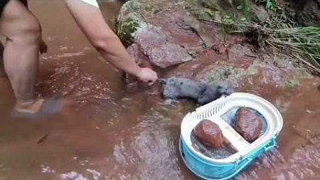 暴雨过后水库排水沟出现大鱼，宠物貂能抓到大鱼吗？