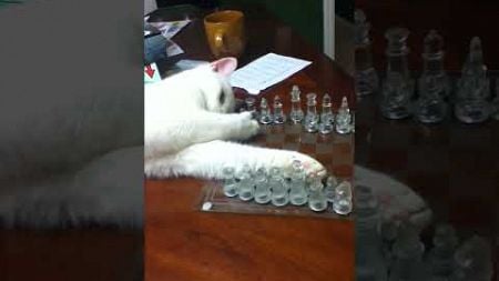 Adorable Kitty Learns How To Play Chess With Human