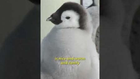 Toddler Penguin EXPERT Narrates Penguin Documentary!