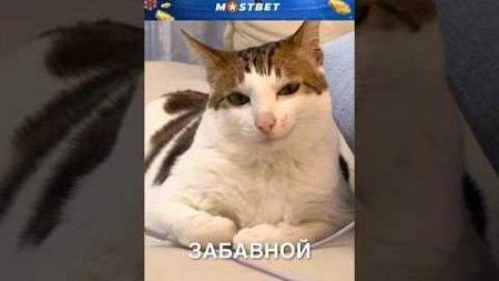 Смешная улыбка котика 😂 #истории #история #новости #новость #shorts