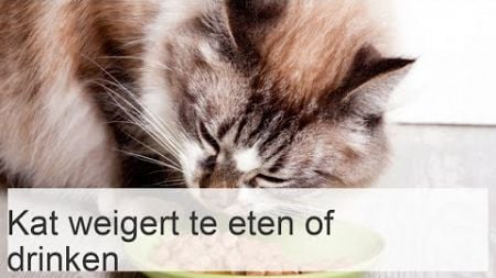 Mijn kat wil niet eten of drinken - 8 Oorzaken en wat te doen