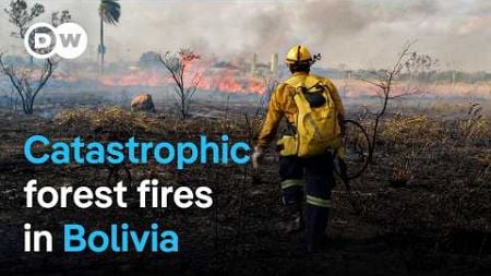 How fires are destroying Bolivia&#39;s forests | DW Documentary