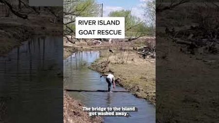 Helpful Hero Rescues Goats Stuck On Bridge