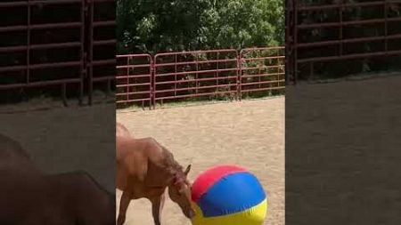 Horse Herds Ball Around Farm!