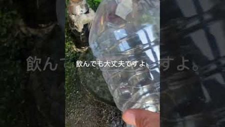 安心して下さい。飲んでも大丈夫ですよ！湧水でウェルビーイング　#shorts #湧水 #water