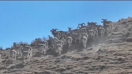 Rare blue sheep and red deer spotted in Qinghai