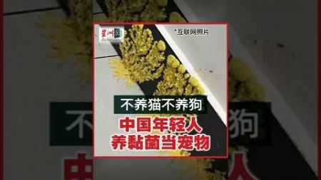 猫狗过时了？ 中国青年养黏菌当宠物