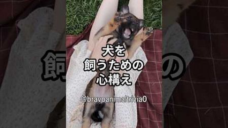 【犬を飼うための心構え】 #shorts #ペット #動物