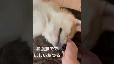 この状態でずっと待ってるよ😂 #秋田犬女子 #秋田犬 #dog