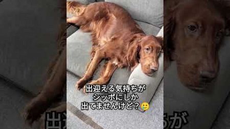 貴族のお出迎え #ペット #dog #犬のいる暮らし #大型犬 #愛犬 #irishsetter #アイリッシュセッター