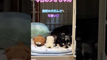 偶然【保護犬シオちゃん推定5歳♀】#保護犬チワワと暮らす#繁殖引退犬#癒し