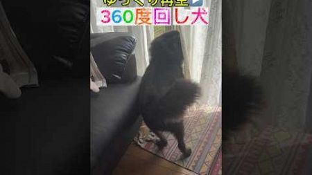 シッポ360度回し犬🐶