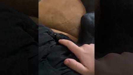 Guy Tries Tickling His Dog And Gets More Than He Bargained For