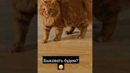 Настроение😁 #безкотажизньнета #orangecat #cat #рыжийкот #рыжик #домашниепитомцы #кот #pets