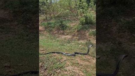 A large cobra snake and released into the environment 🙏#rescue #snake #cobra #nature