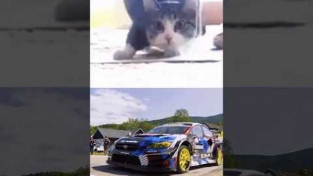 Drifting car ❌Drifting cat✅ #funny #catvideos #cat #funnyvideo #pets #usa #funnycats #animals