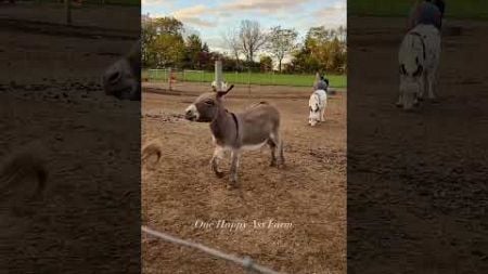 Barney and Betty getting wild #shorts #onehappyassfarm #farmlife #donkey #animals #pets #funny