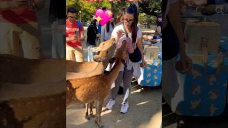 【外国人観光客の反応】鹿にモテモテ💖外国人観光客🫎奈良公園