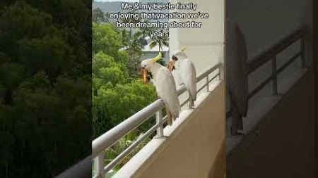 Adorable Cockatoos Enjoy Pizza on Balcony