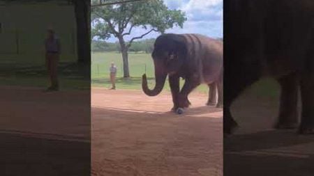 Elephant Gets A Kick Out Of Soccer Ball