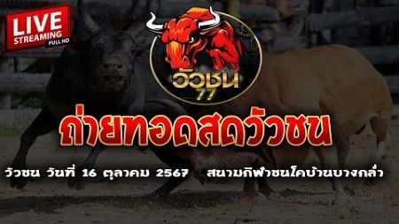 🔴LIVE #สดวัวชนวันนี้ สนามกีฬาชนโคบ้านบางกล่ำ วันที่ 19 ต.ค 67 #ไลฟ์ #วัวชนวันนี้ #สด