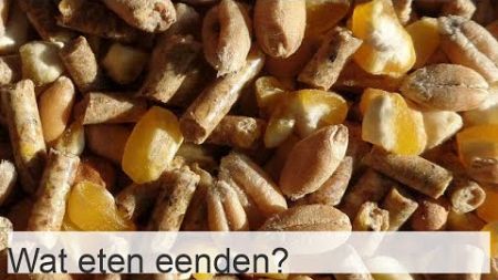 Wat eten eenden? - Wat eenden eten