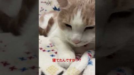 #ねこ　#かわいい　#ペット